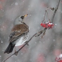 Turdus pilaris_6